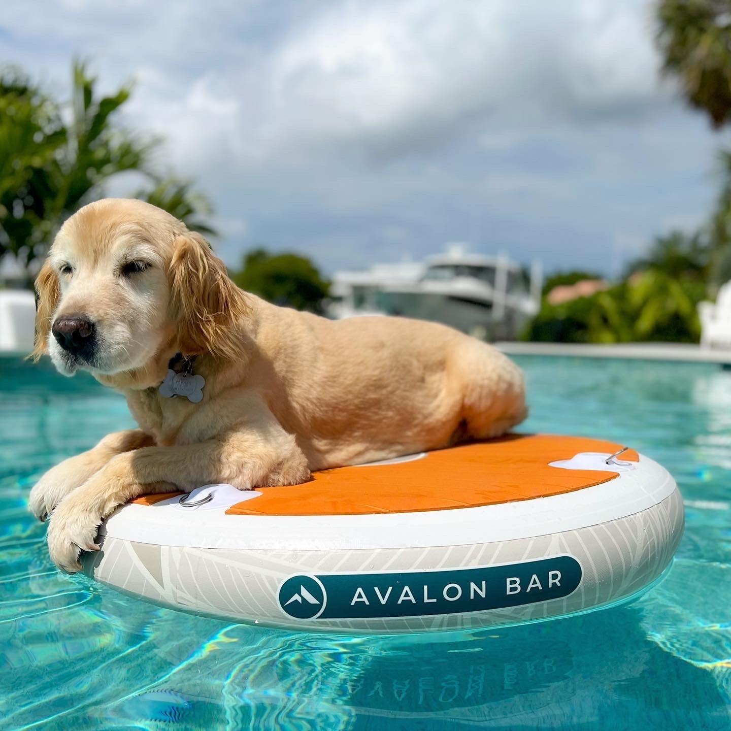 Avalon Bar